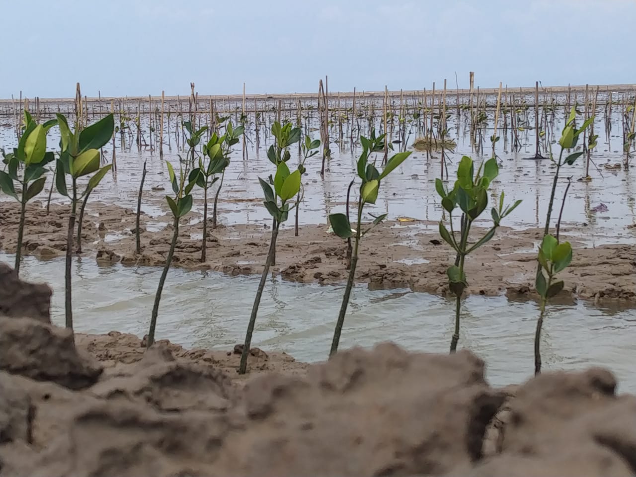 Young mangrove seedlings growing along the shore